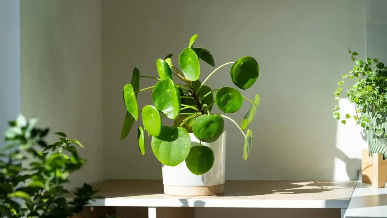 Grüne Pflanzen im Schlafzimmer: Eine chinesische Geldbaum-Pilea und eine hängende Pflanze bringen Frische.