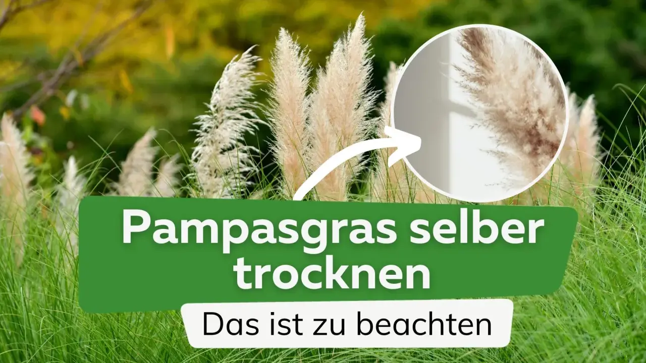 Pampasgras trocknen: So gelingen die eleganten Wedel für die Deko. Ein Kreis zeigt eine Nahaufnahme der fluffigen Blütenstände.