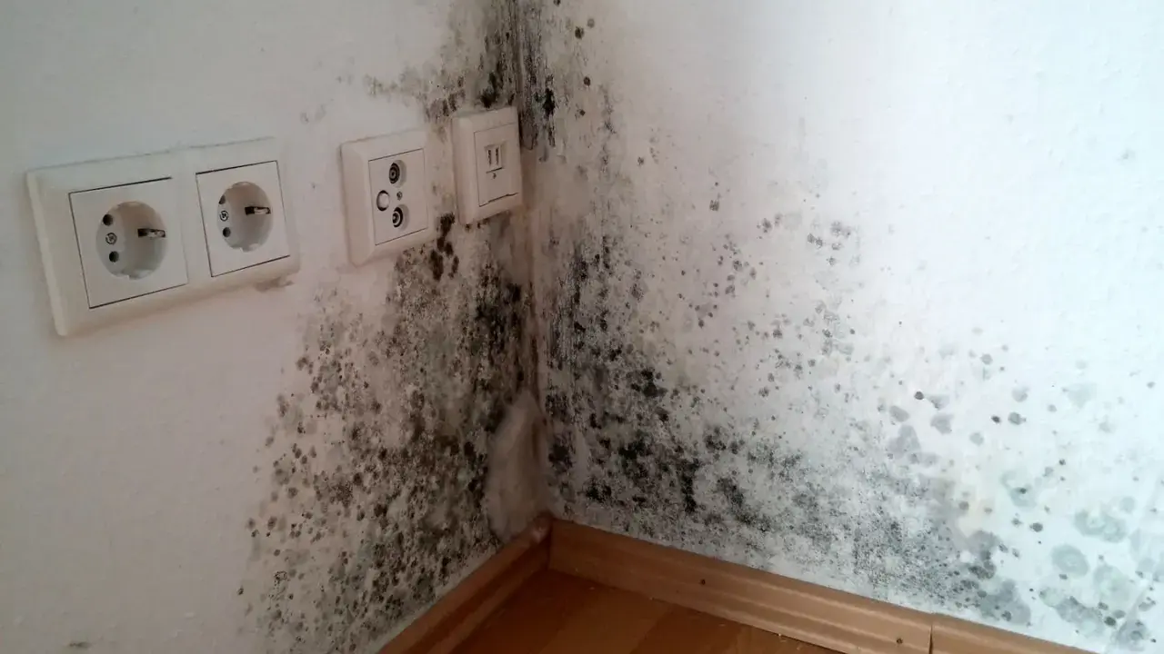 Anfangsstadium Stockflecken Wand: Dunkle Flecken breiten sich in der Ecke einer weißen Wand aus, neben Steckdosen und einem Fensterrahmen.