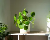 Grüne Pflanzen im Schlafzimmer: Eine chinesische Geldbaum-Pilea und eine hängende Pflanze bringen Frische.