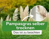 Pampasgras trocknen: So gelingen die eleganten Wedel für die Deko. Ein Kreis zeigt eine Nahaufnahme der fluffigen Blütenstände.