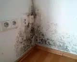 Anfangsstadium Stockflecken Wand: Dunkle Flecken breiten sich in der Ecke einer weißen Wand aus, neben Steckdosen und einem Fensterrahmen.