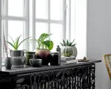 Grüne Pflanzen und Deko-Objekte schmücken die Fensterbank. Ein Aloe Vera und eine Calathea sorgen für frisches Grün. Die Fensterbank dekorieren mit stilvollen Vasen und Büchern.