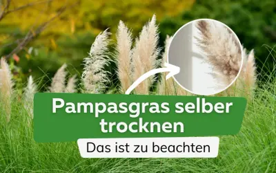 Pampasgras trocknen: So gelingen die eleganten Wedel für die Deko. Ein Kreis zeigt eine Nahaufnahme der fluffigen Blütenstände.