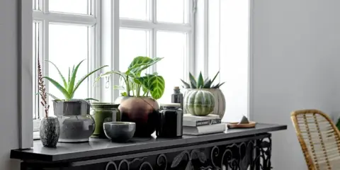 Grüne Pflanzen und Deko-Objekte schmücken die Fensterbank. Ein Aloe Vera und eine Calathea sorgen für frisches Grün. Die Fensterbank dekorieren mit stilvollen Vasen und Büchern.