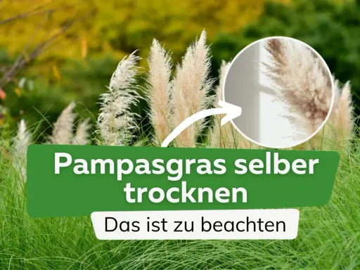 Pampasgras trocknen: So gelingen die eleganten Wedel für die Deko. Ein Kreis zeigt eine Nahaufnahme der fluffigen Blütenstände.