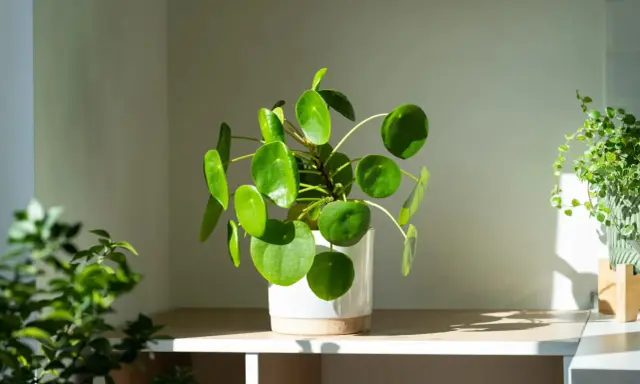 Grüne Pflanzen im Schlafzimmer: Eine chinesische Geldbaum-Pilea und eine hängende Pflanze bringen Frische.