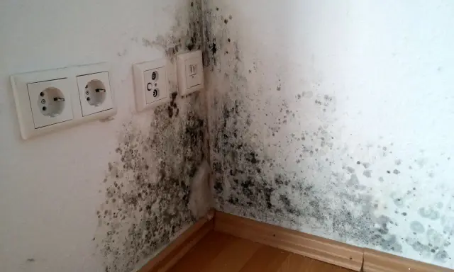 Anfangsstadium Stockflecken Wand: Dunkle Flecken breiten sich in der Ecke einer weißen Wand aus, neben Steckdosen und einem Fensterrahmen.