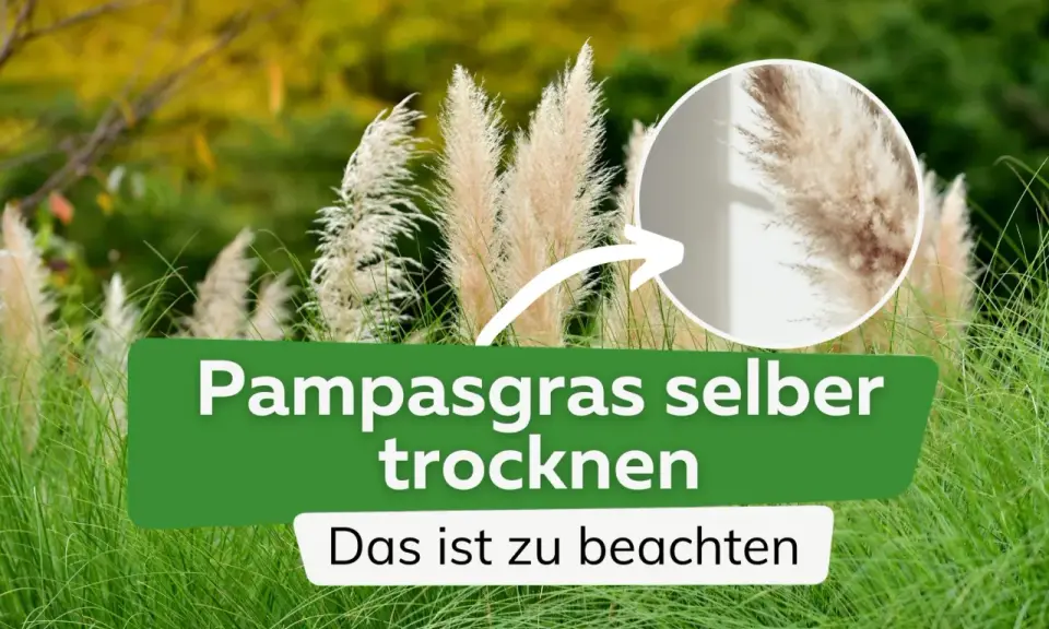 Pampasgras trocknen: So gelingen die eleganten Wedel für die Deko. Ein Kreis zeigt eine Nahaufnahme der fluffigen Blütenstände.