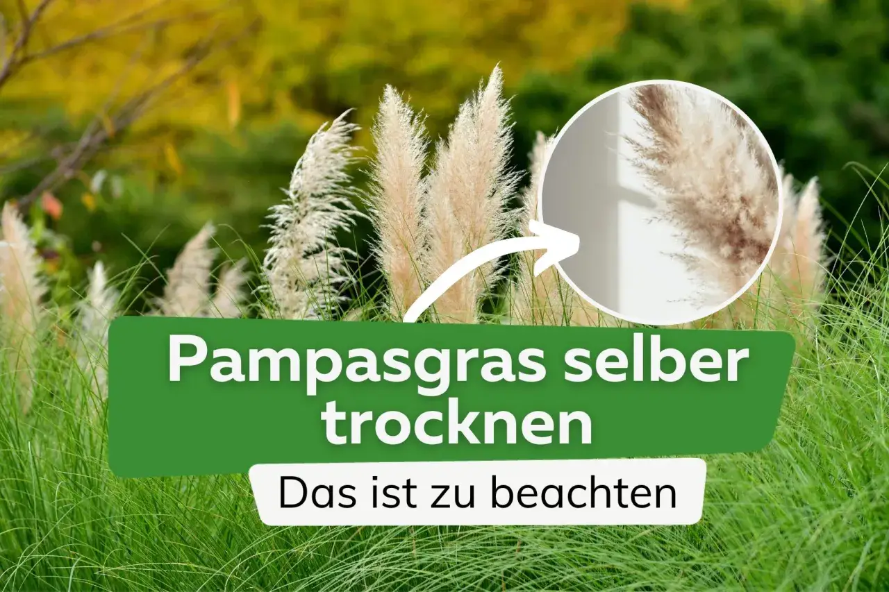Pampasgras trocknen: So gelingen die eleganten Wedel für die Deko. Ein Kreis zeigt eine Nahaufnahme der fluffigen Blütenstände.