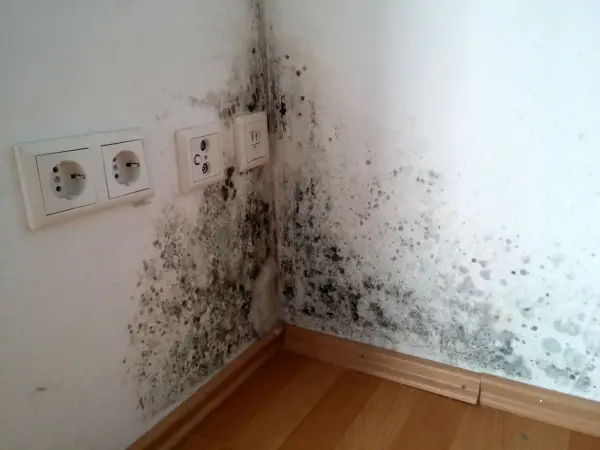 Anfangsstadium Stockflecken Wand: Dunkle Flecken breiten sich in der Ecke einer weißen Wand aus, neben Steckdosen und einem Fensterrahmen.